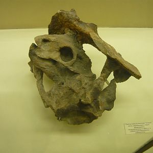 Dicynodont skull and Pareiasaur pelvis