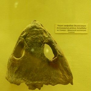Dvinosaurus primus skull (cast)