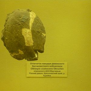 Olbiaspis coalescens