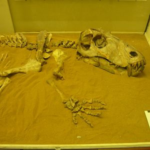 Titanophoneus potens skeleton