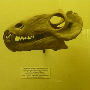Syodon efremovi skull (model)