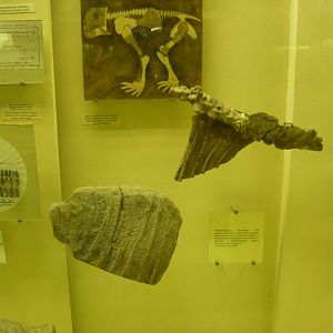 Deuterosaurus biarmicus bone fragments