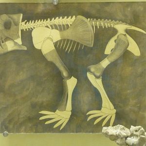 Early reconstruction of Deuterosaurus skeleton