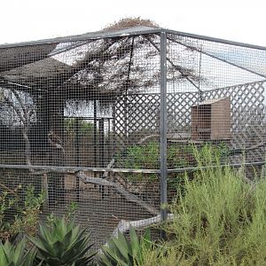 Ferruginous Hawk Exhibit