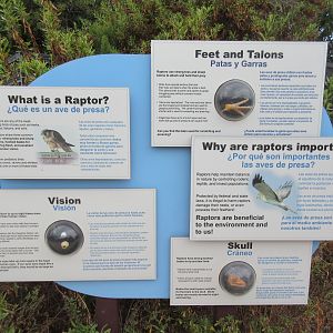 Excellent Raptor Sign