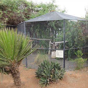 Peregrine Falcon Exhibit