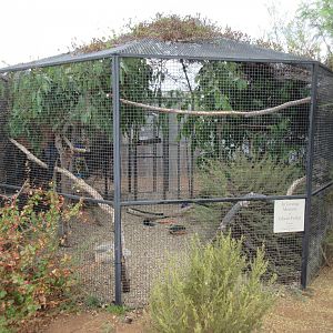 American Crow Exhibit
