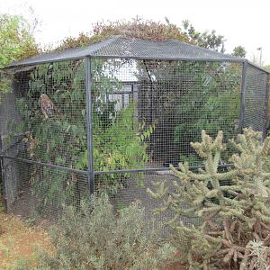 Red-Shouldered Hawk Exhibit