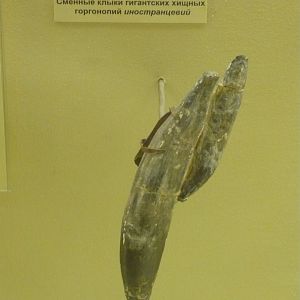 Inostrancevia replacement canines