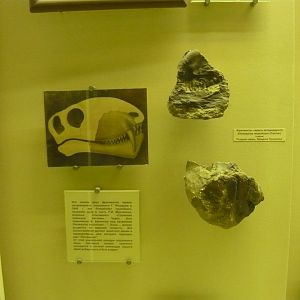 Dinosaurus murchisoni skull fragments