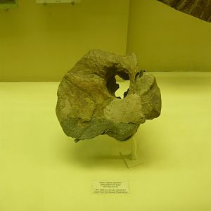 Mnemeiosaurus skull fragment
