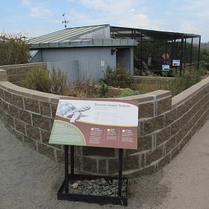 Desert Tortoise Exhibit