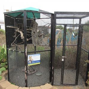 Western Screech Owl Exhibit