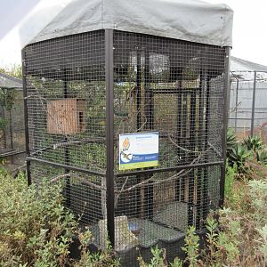 American Kestrel Exhibit