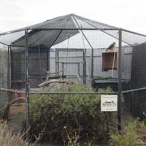 Red-Tailed Hawk Exhibit