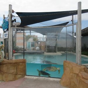 Eastern Pacific Green Sea Turtle Exhibit - outdoors