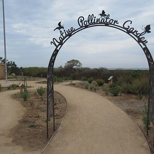 Native Pollinator Garden