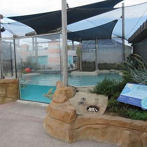 Eastern Pacific Green Sea Turtle Exhibit - outdoors