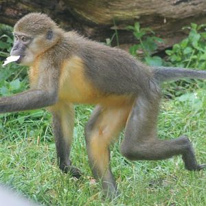 Golden-bellied mangabey