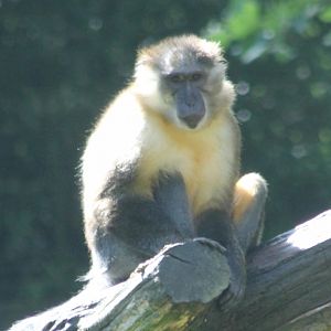 Golden-bellied mangabey