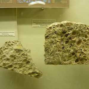 Brachiopods