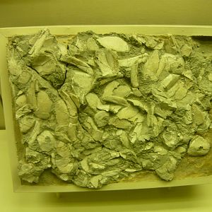 Bothriolepis panderi "graveyard"