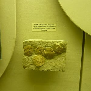 Holoptychius cf. nobilissimus scales