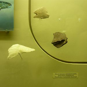 Plourdosteus trautscholdi armour fragments