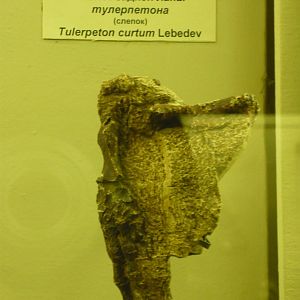 Tulerpeton curtum hindlimb (cast)