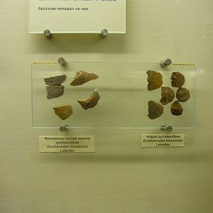 Eusthenodon tresnensis skull fragments and scales