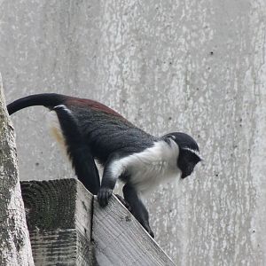 Young Roloway monkey