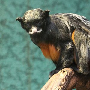 Red-bellied tamarin