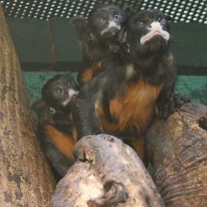 Red-bellied tamarin with young