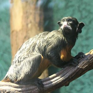 Red-bellied tamarin