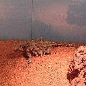 Thorny Devil (Moloch horridus)