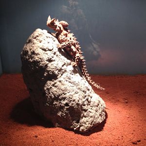 Thorny Devil (Moloch horridus)