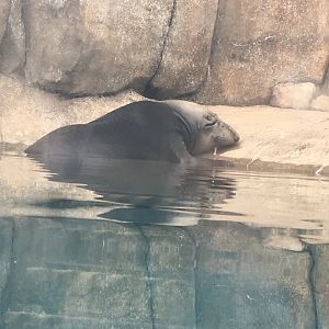 Coolio the Northern Elephant Seal