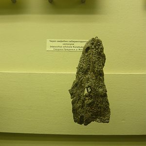 Intasuchus sylvicola skull