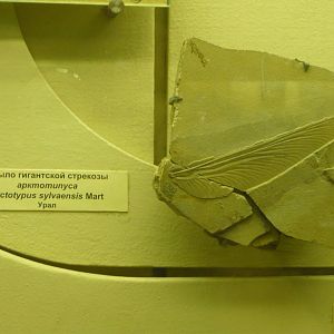 Arctotypus sylvaensis wing