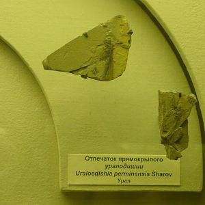 Uraloedishia perminensis