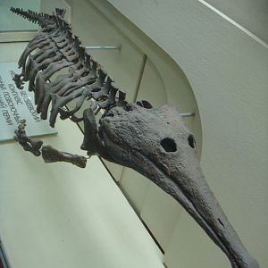 Platyoposaurus stuckenbergi skeleton (model)