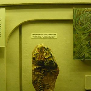 Lanthaniscus efremovi