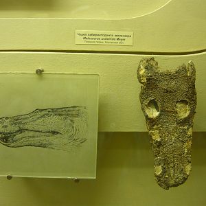 Melosaurus uralensis skull and reconstruction