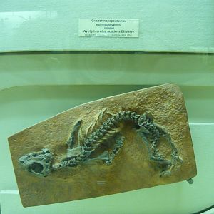 Nyctiphruretus acudens skeleton (cast)