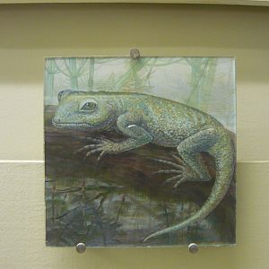 Nyctiphruretus reconstruction