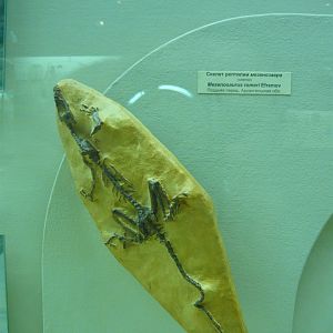 Mesenosaurus romeri skeleton (cast)