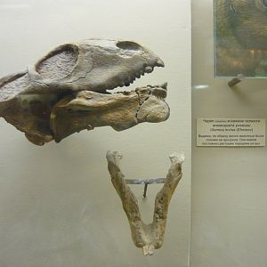 Ulemica invisa skull (cast) and mandible
