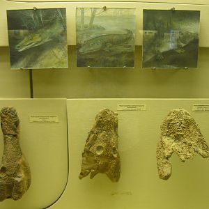Collidosuchus tchudinovi, Konzhukovia tarda and Kamacops acervalis skulls