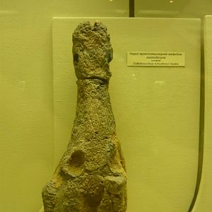 Collidosuchus tchudinovi skull (cast)