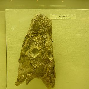 Konzhukovia tarda skull